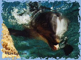 Bottlenose at Sea World, Florida