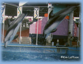 Two Pacific White-sided dolphins at Sea World of Texas in 1996